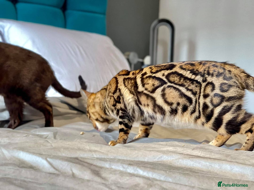 Bengal cats for sale: Looking for the best homes for our retired Bengals - Image 18