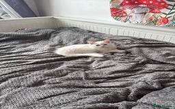 Persian cats for sale: Loving Persian x Maine Coon Kittens Indoors only - Image 6