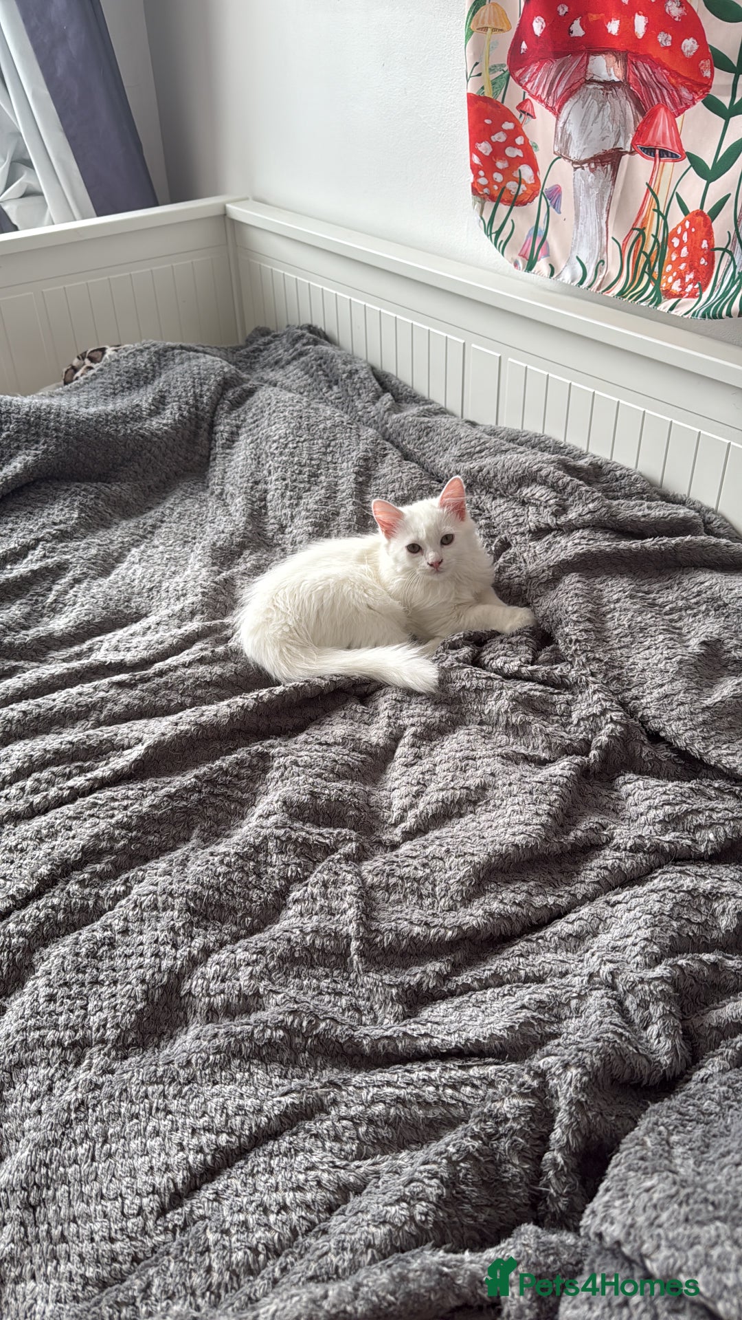 Persian cats for sale: Loving Persian x Maine Coon Kittens Indoors only - Image 6