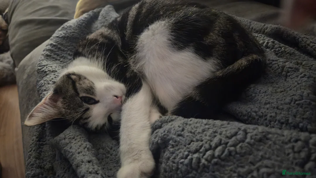 Mixed Breed cats for sale: Stunning 6 month female tabby - Advert 4