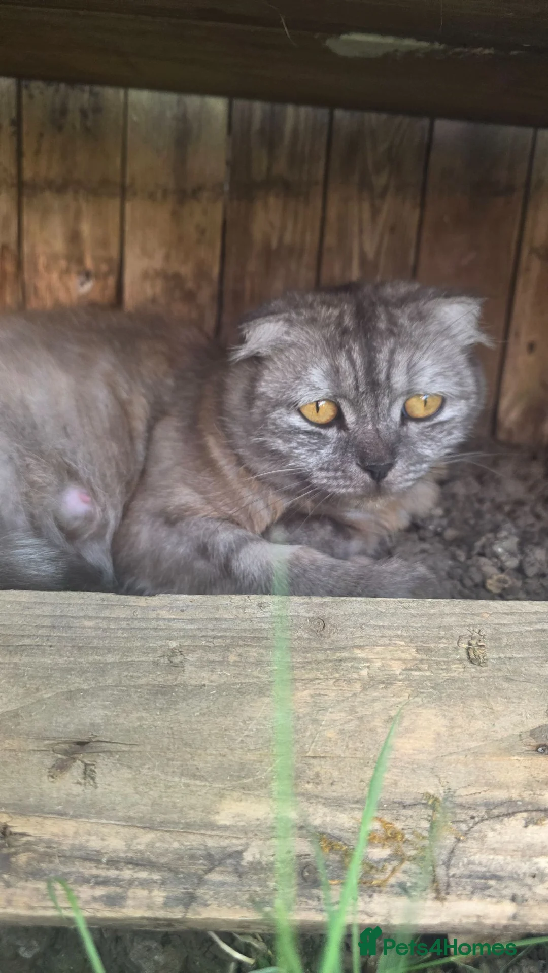 Scottish Fold cats for sale: Scottish fold grey cat  - Advert 2
