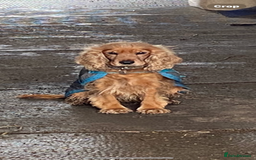 Cockapoo dogs for sale: F1 Cockapoo puppies - Image 2