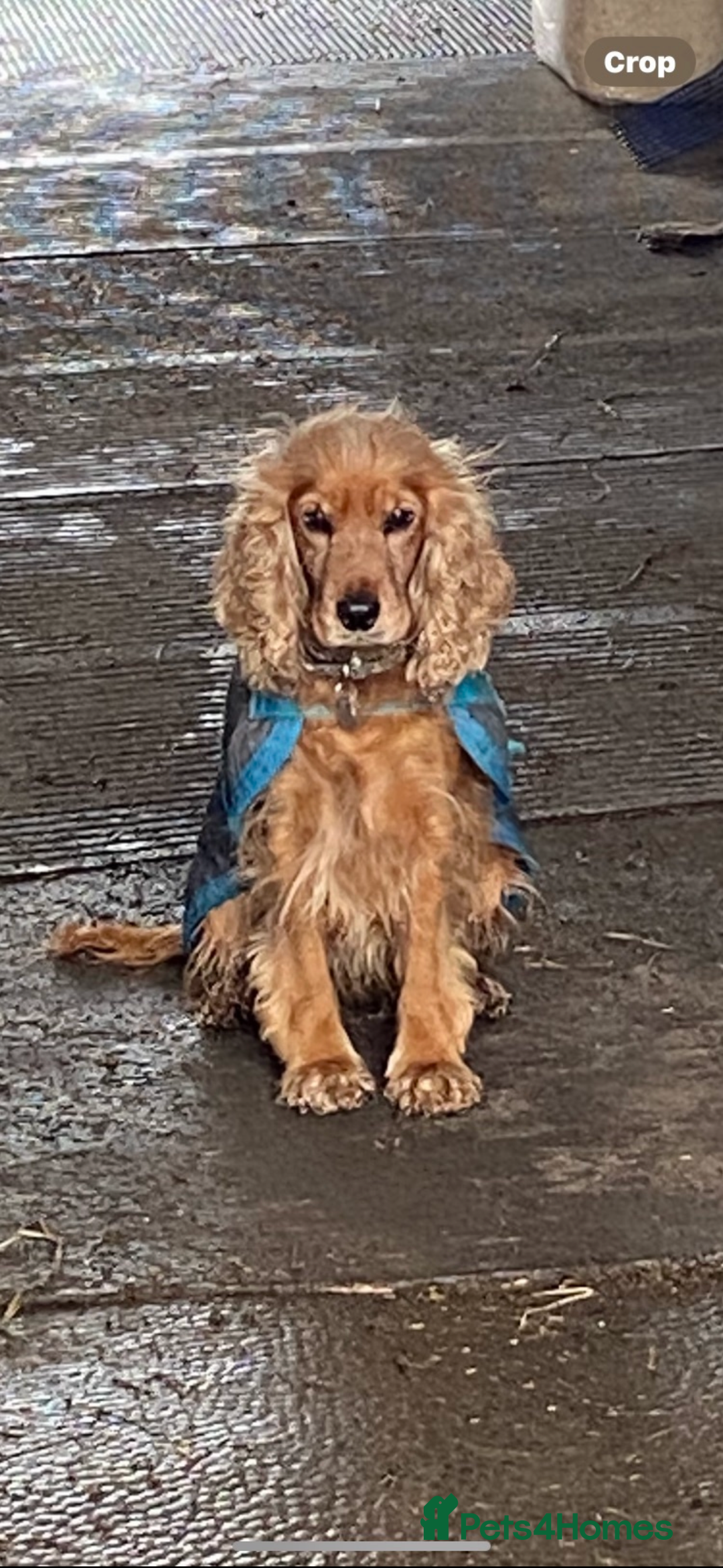 Cockapoo dogs for sale: F1 Cockapoo puppies - Image 2