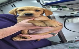 Mixed Breed dogs for sale: Vizslador Puppies - Image 1