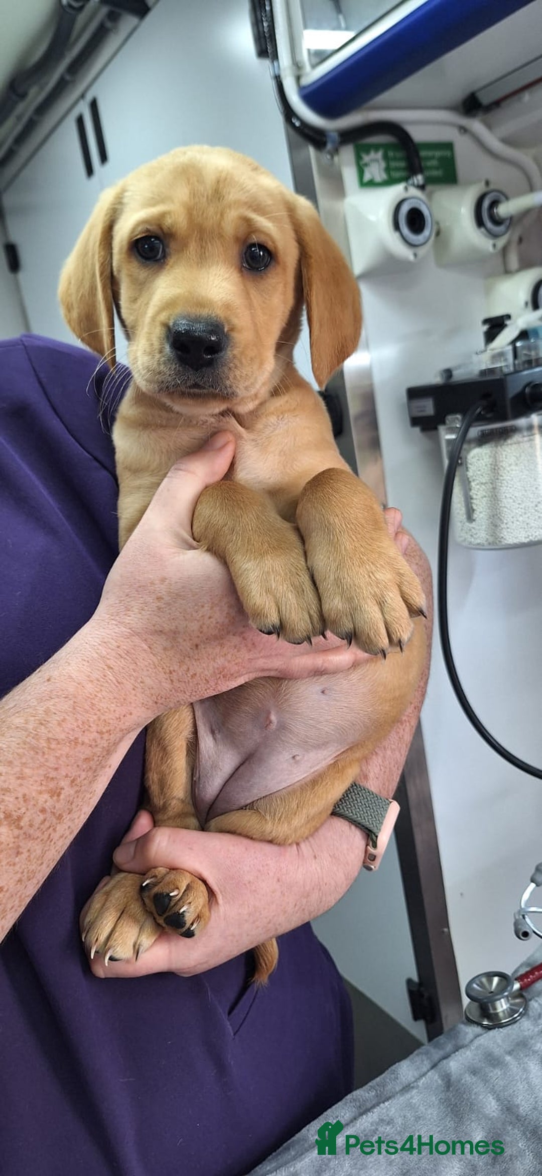 Mixed Breed dogs for sale: Vizslador Puppies - Image 1