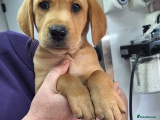 Mixed Breed dogs - Advert 1