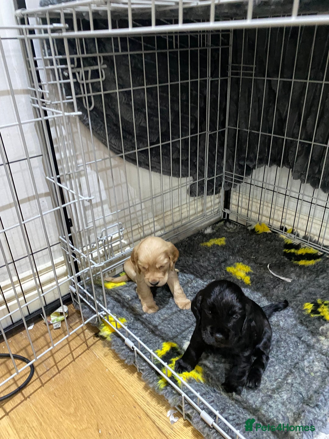 Cocker Spaniel dogs for sale: Superb Quality Royal KC Cocker Spaniel Puppies - Advert 6