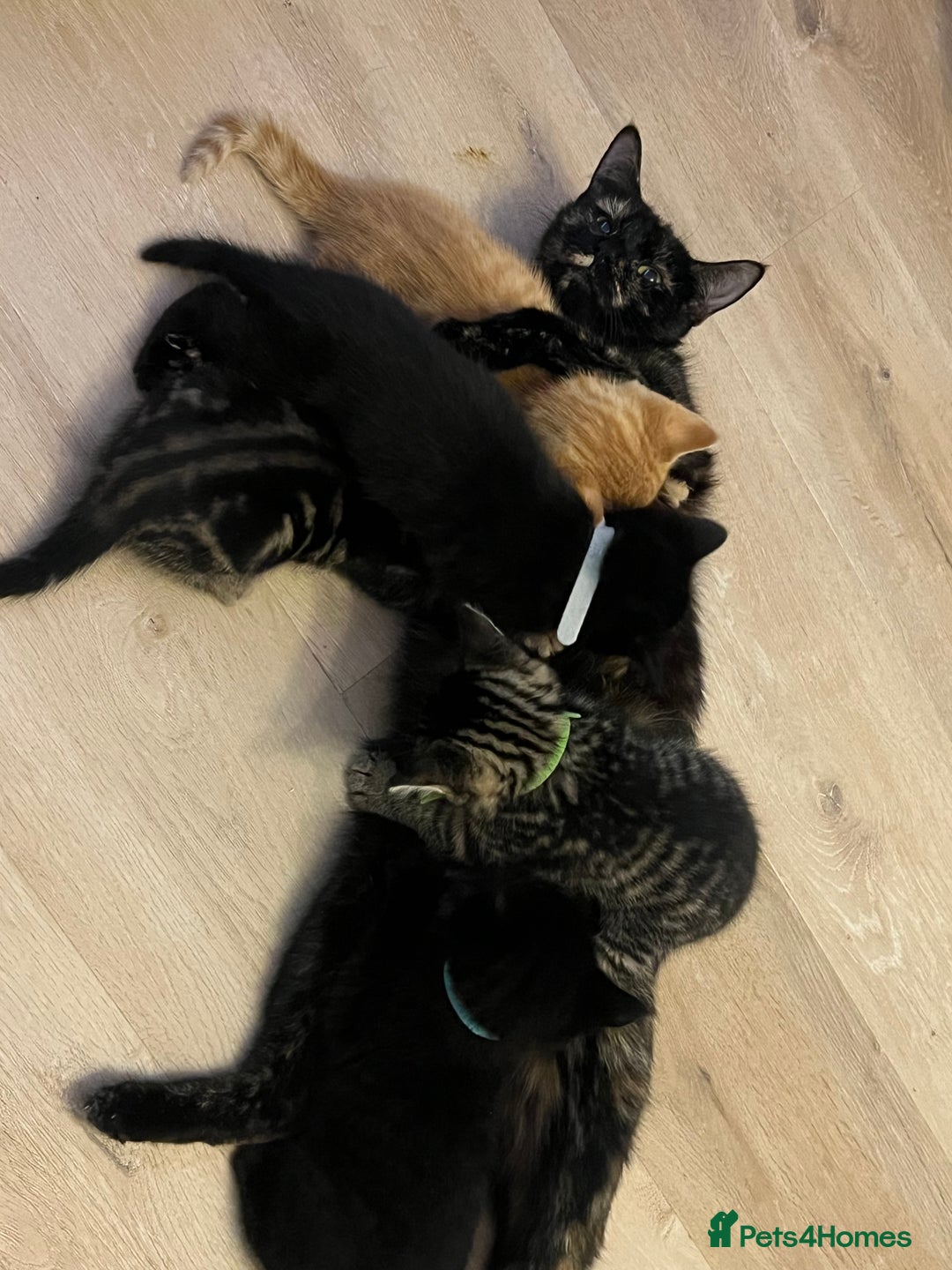 Mixed Breed cats for sale: Litter of 5 kittens - Advert 2