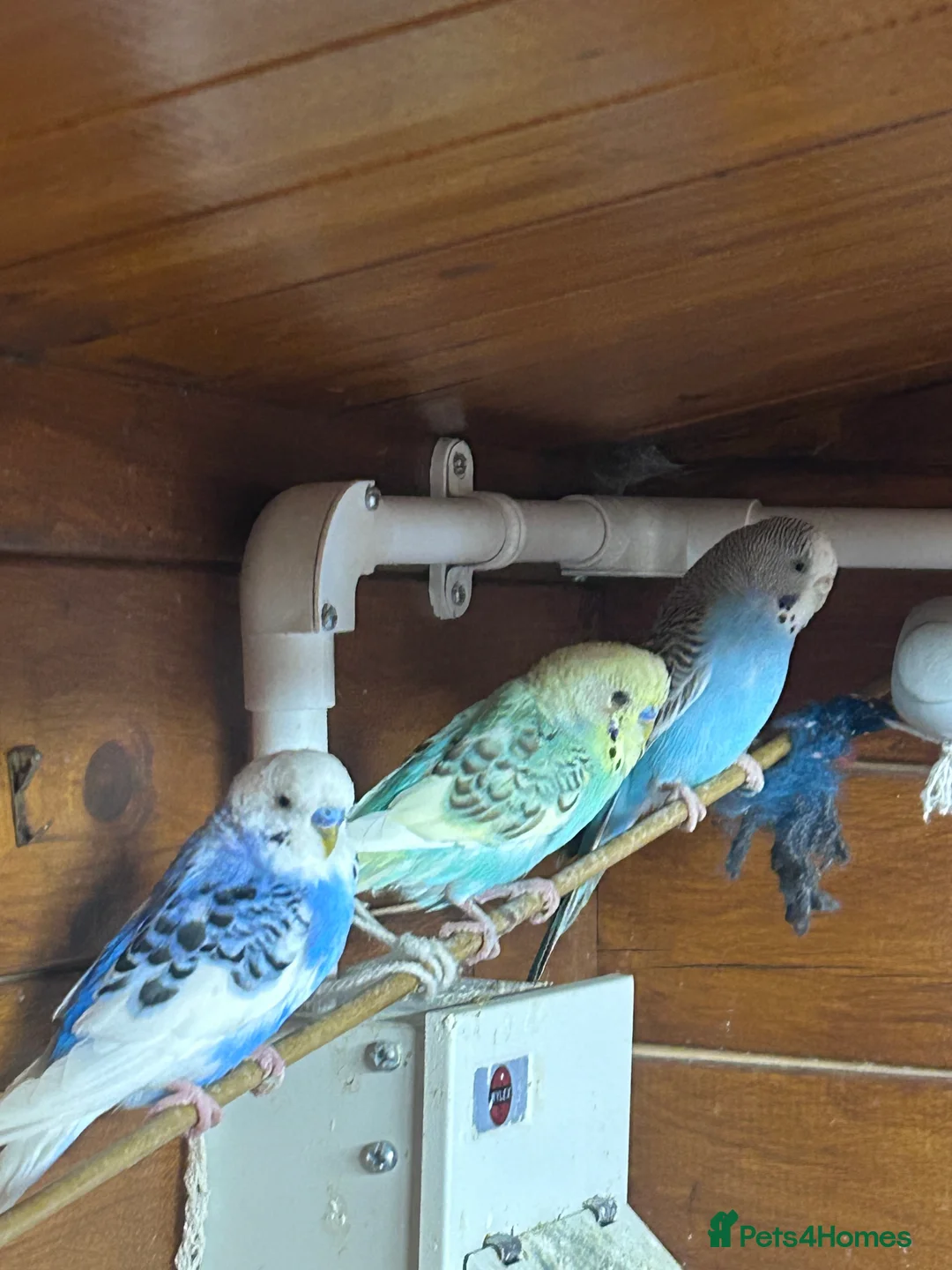 Budgerigars birds for sale: 8 budgies for sale - Advert 2