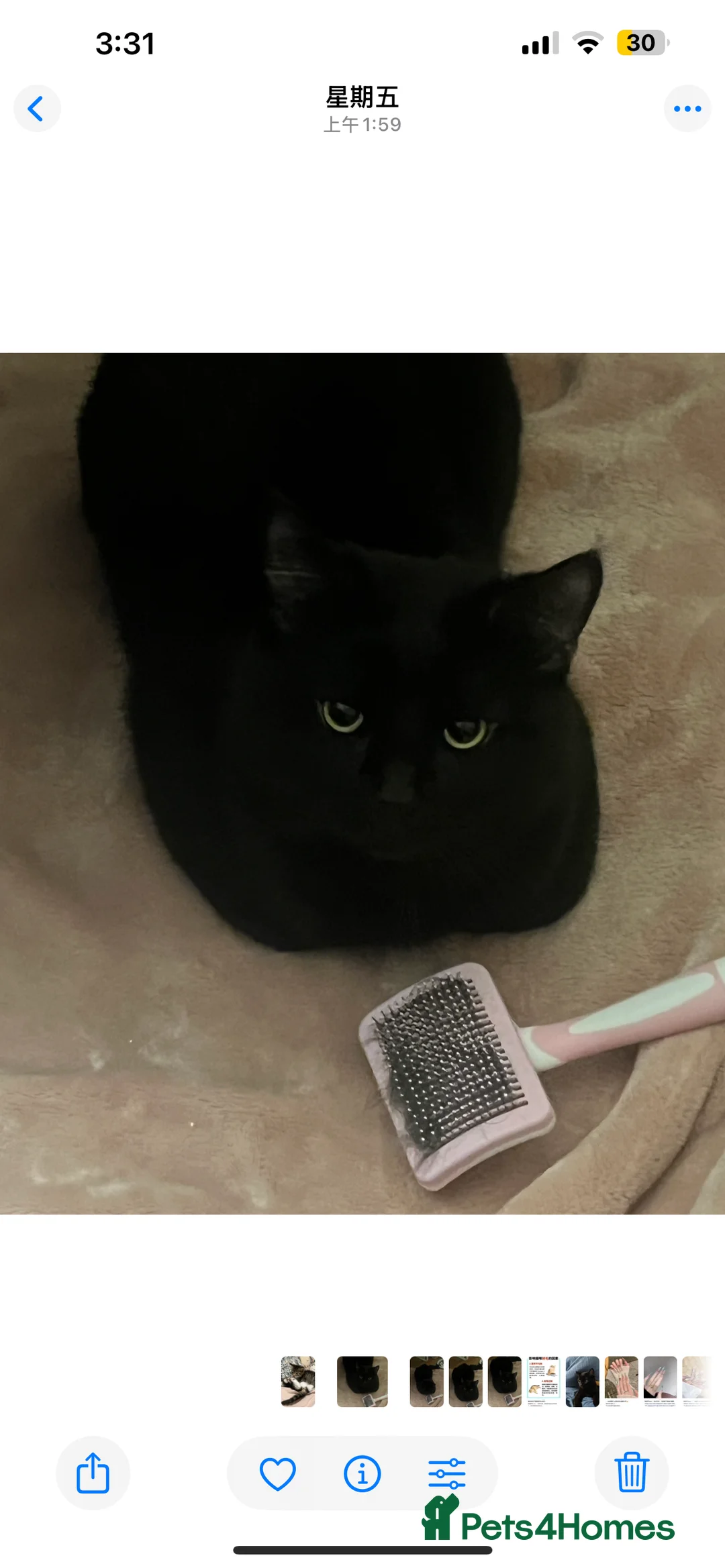 Mixed Breed cats for sale: male cat rehome - Advert 2