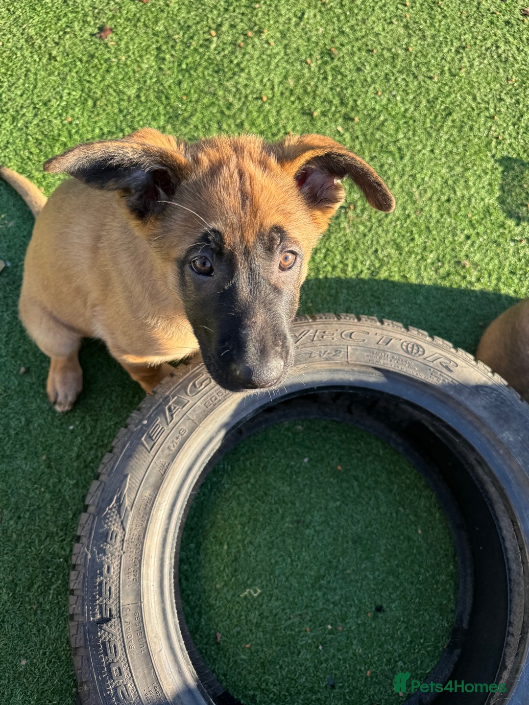 Mixed Breed dogs for sale: Belgian Malinois x German shepherd - Advert 6