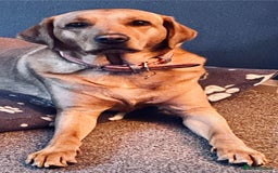 Labrador Retriever dogs for stud: Fox red looking for a stuf - Image 3