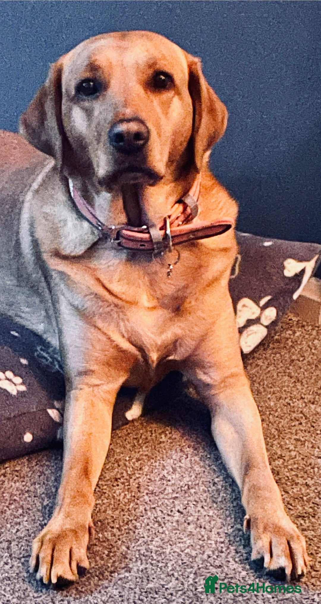 Labrador Retriever dogs for stud: Fox red looking for a stuf - Image 3