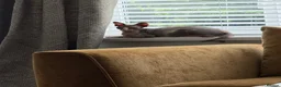 Sphynx cats for sale: Sphynx Babies Due Soon - Advert 2