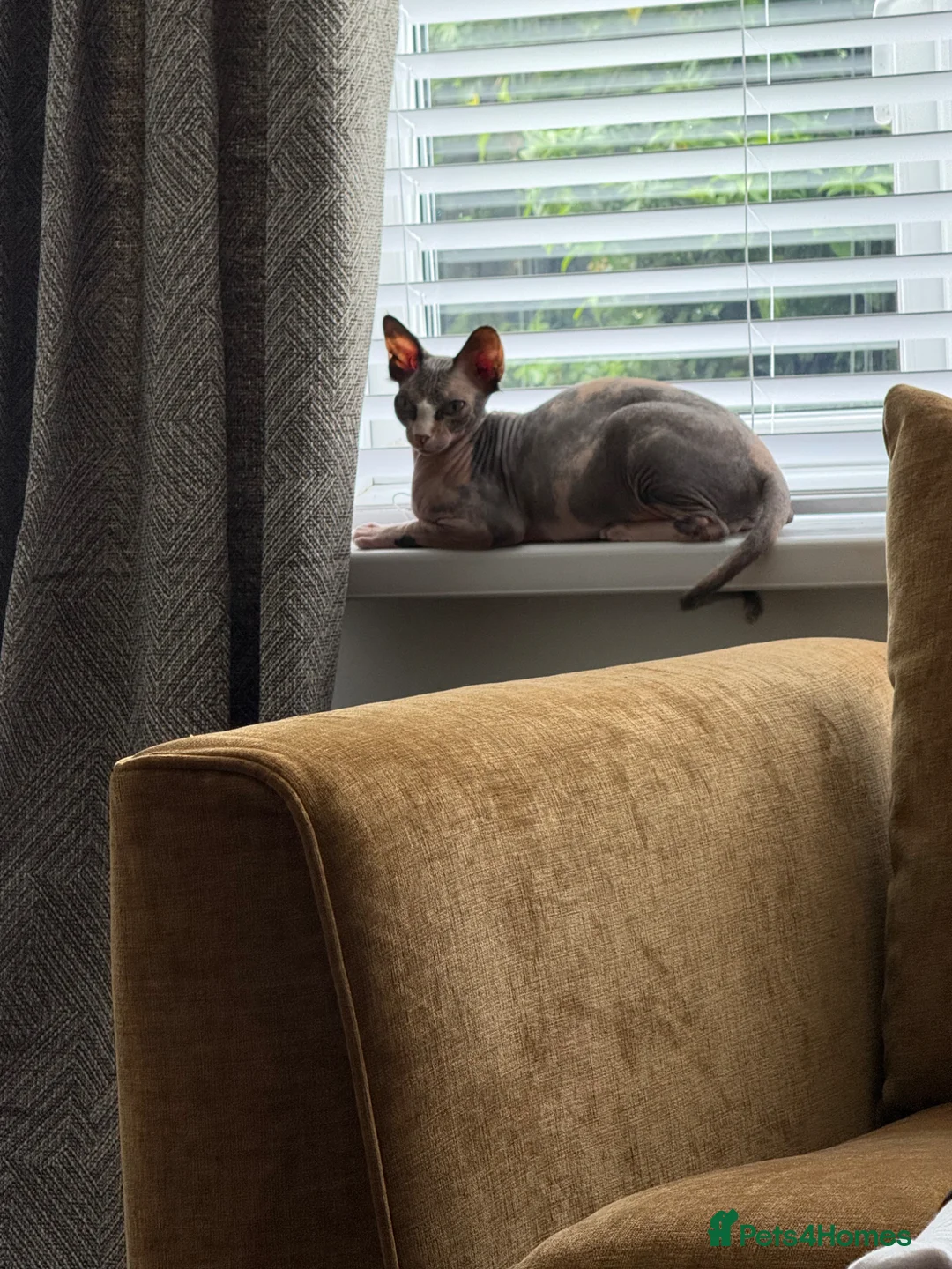 Sphynx cats for sale: Sphynx Babies Due Soon - Advert 2