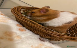 Hamster rodents for sale: Syrian hamster - Image 2