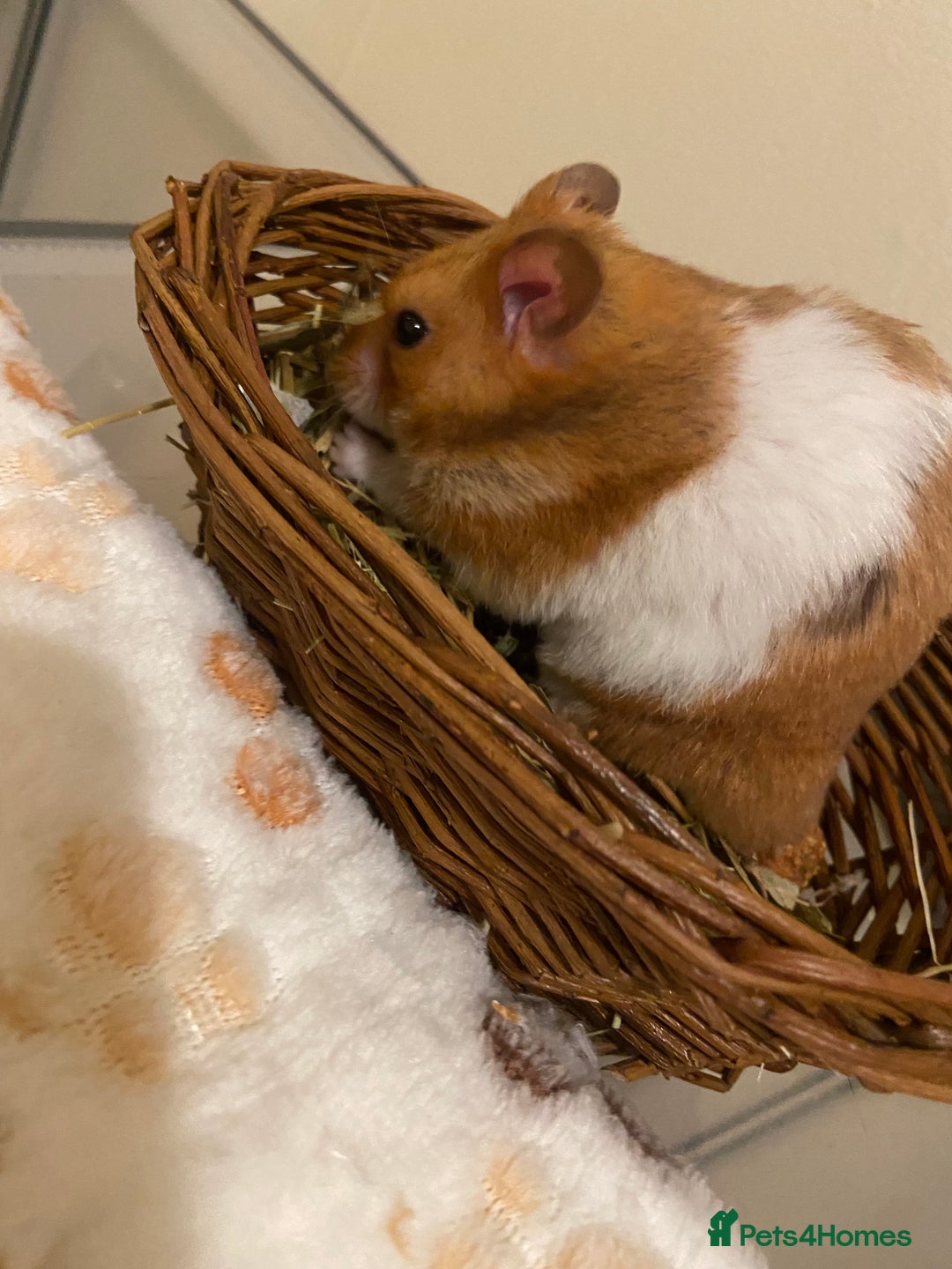 Hamster rodents for sale: Syrian hamster - Image 2
