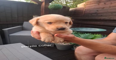 Labrador Retriever dogs - Advert 2