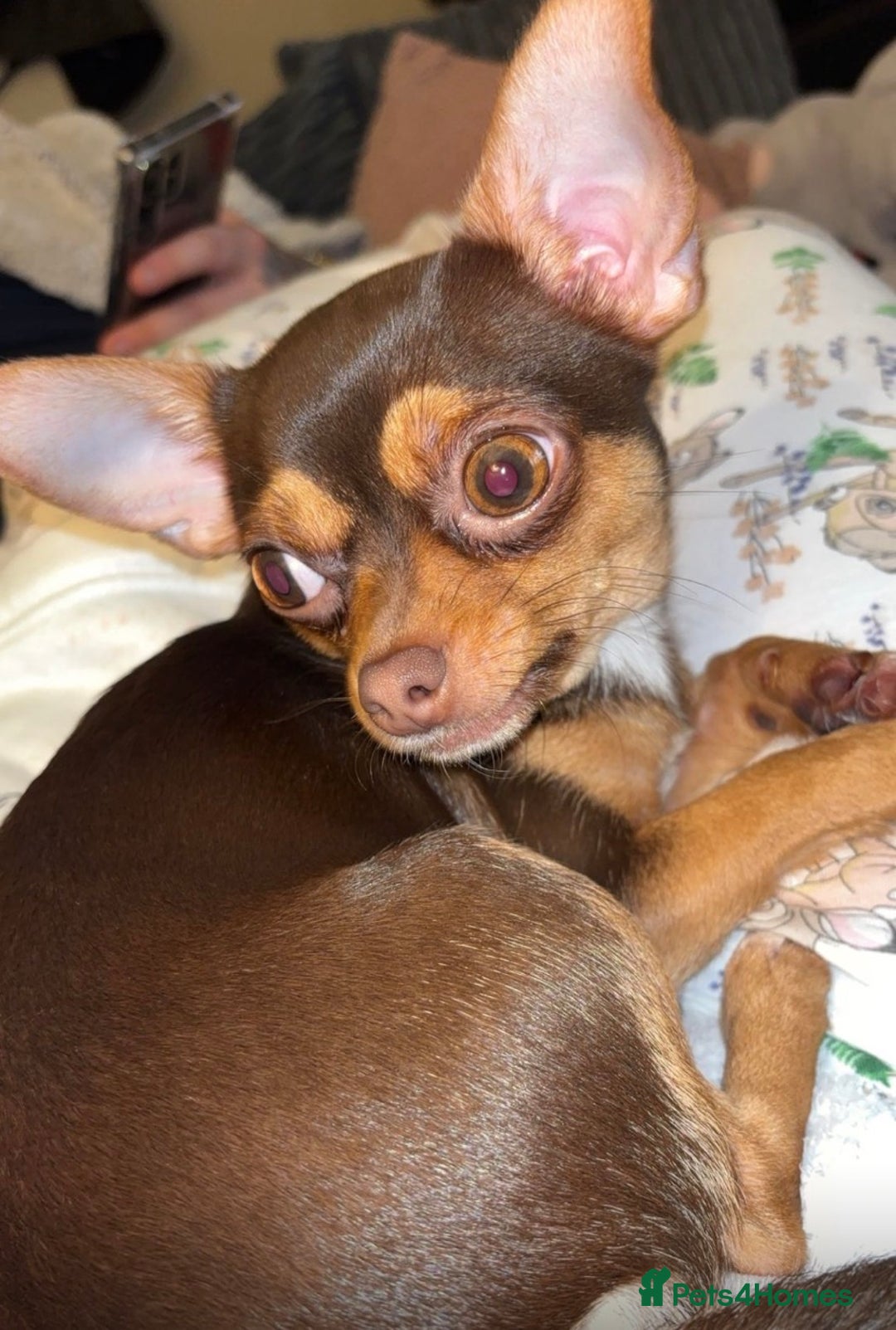 Chihuahua dogs for sale: 2 dark choc and tan male chihuahuas available  - Advert 5