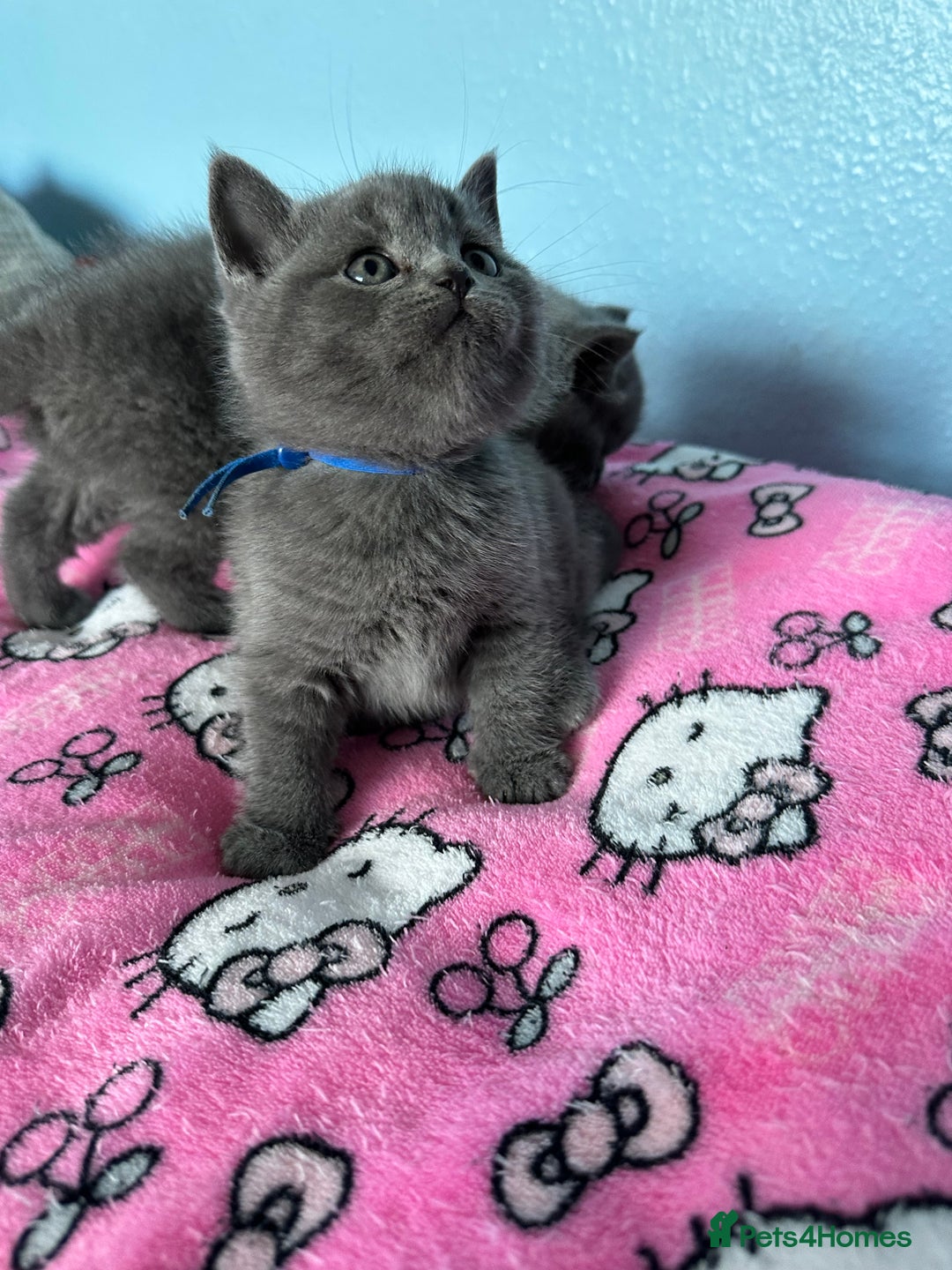 British Shorthair cats for sale: British short hair kittens - Advert 32