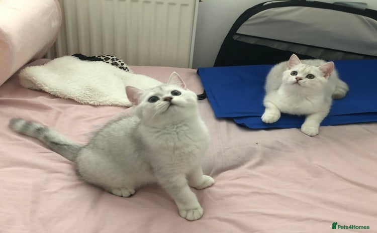 British Shorthair cats in Liverpool - Advert 7