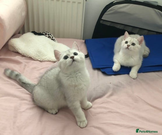British Shorthair cats in Liverpool - Advert 10