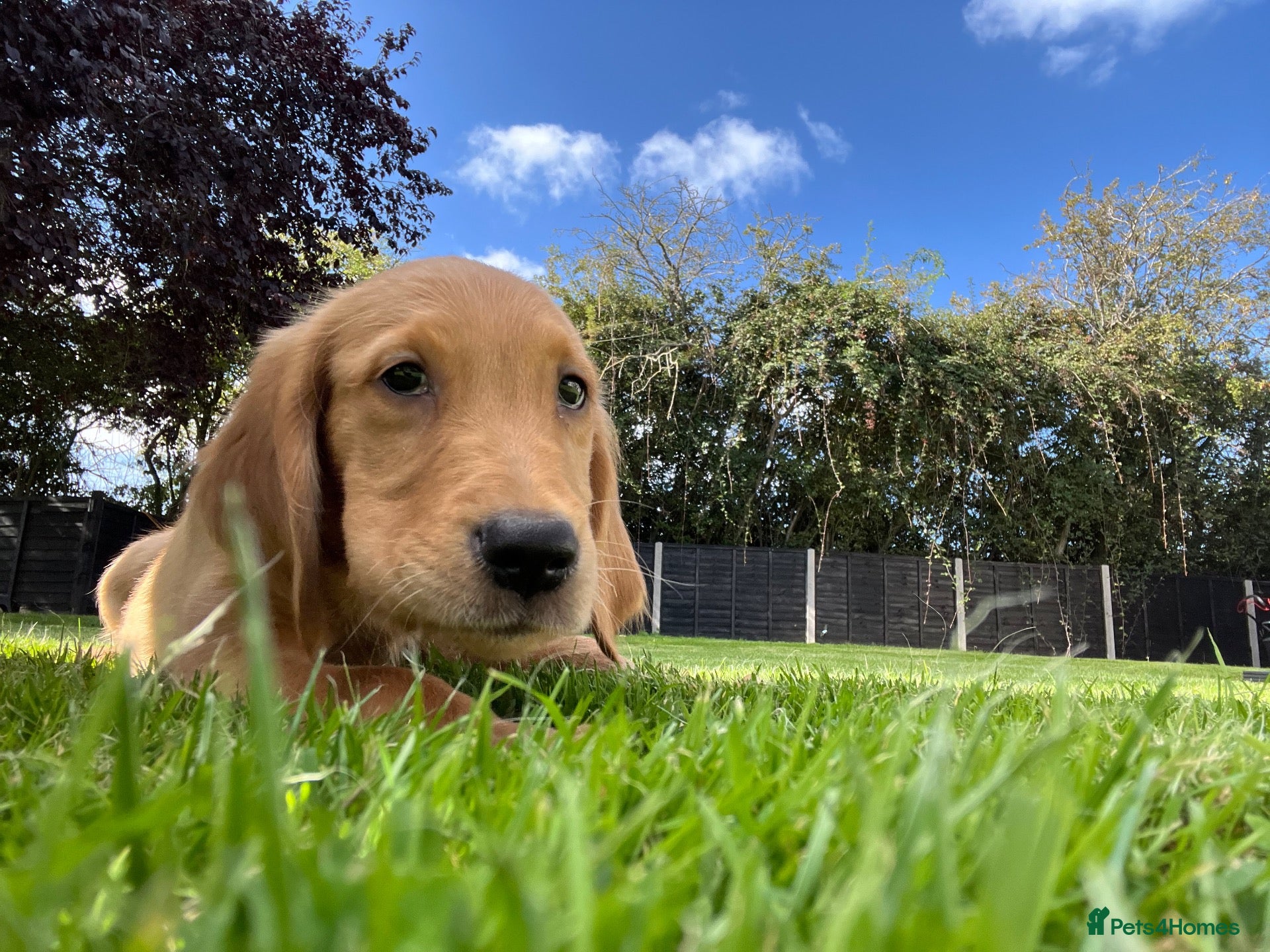 Golden Retriever dogs 1 Pup Available KC Fox Red Golden Retriever Pups - Advert 2
