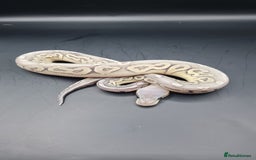 Python Snake reptiles for sale: Meet Mr Sprinkles - Image 1