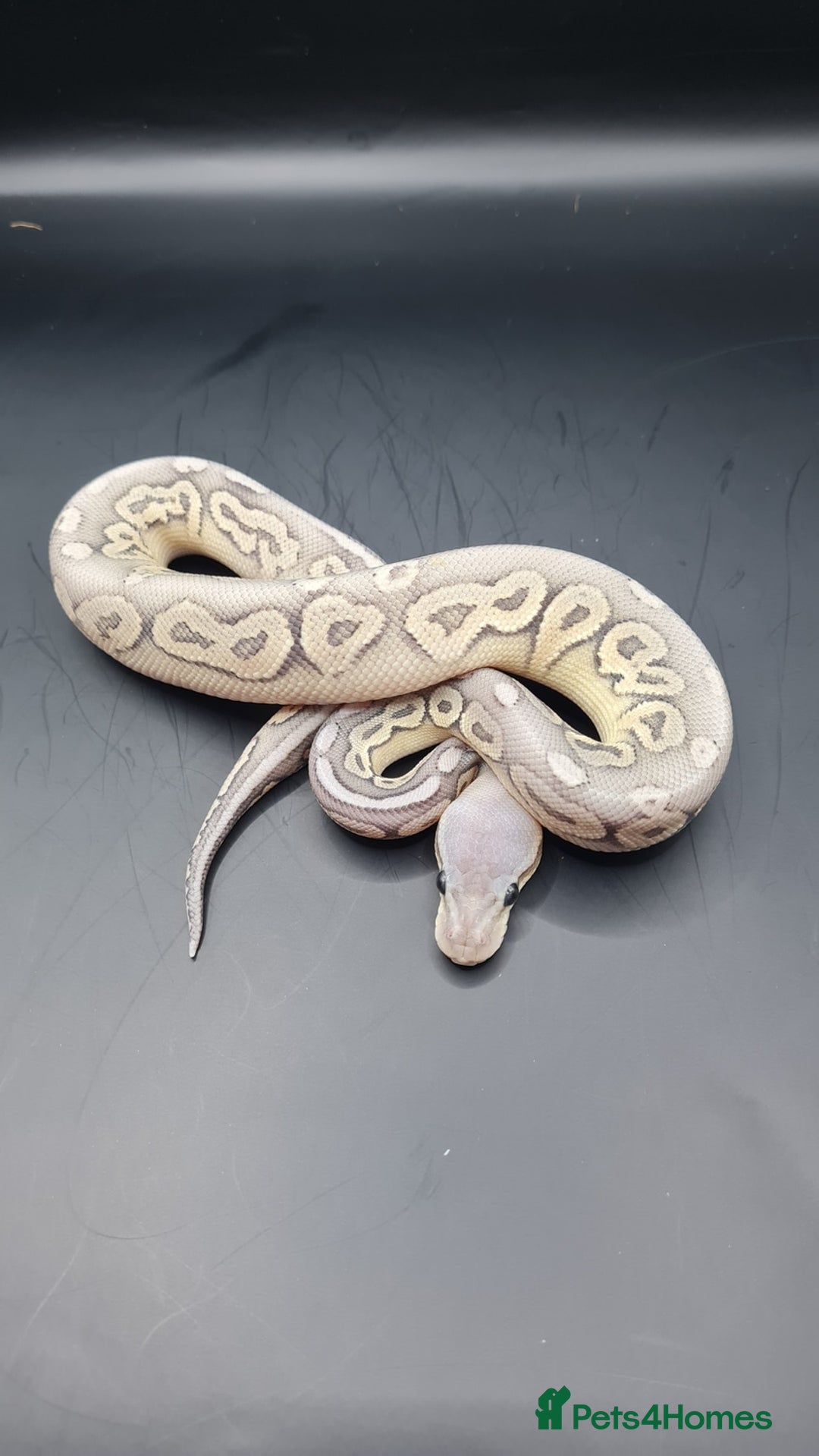 Python Snake reptiles for sale: Meet Mr Sprinkles - Image 1