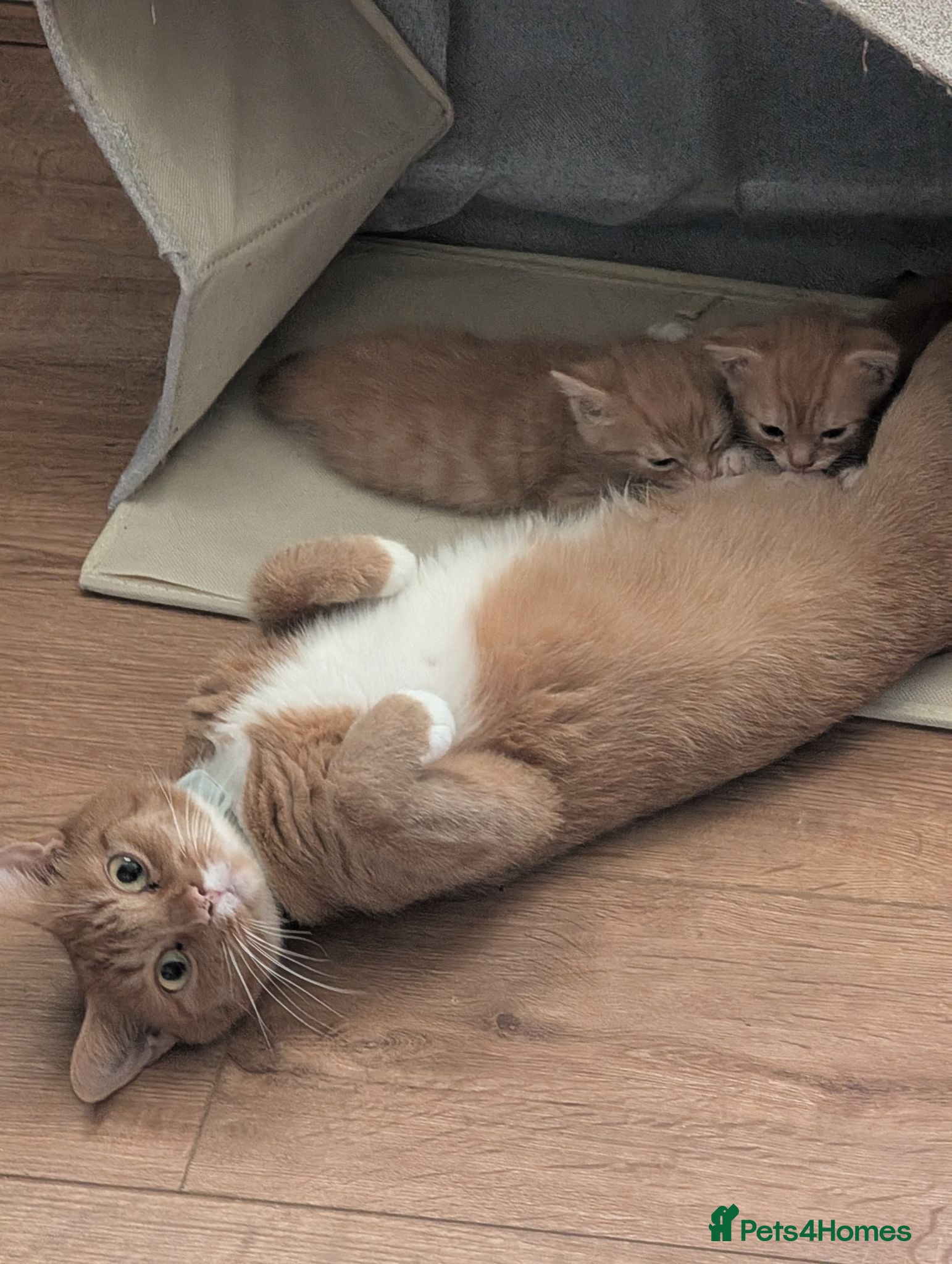 Mixed Breed cats 2 beautiful ginger kittens - Advert 1