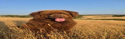 Newfoundland dogs for stud: Brown kc registered newfoundland  in Alcester - Advert 12