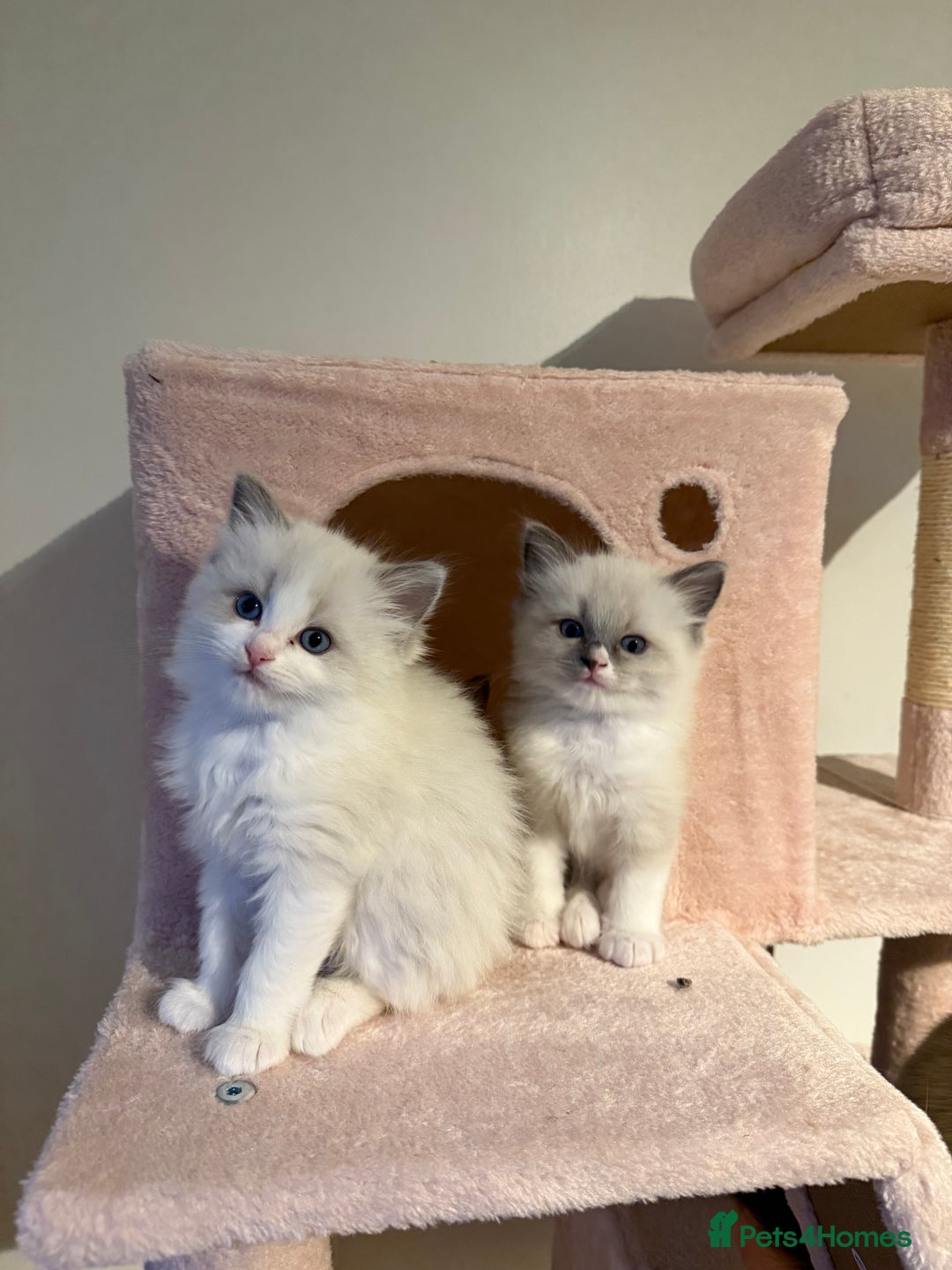 Ragdoll cats for sale: Purebred Ragdolls – Ready to Reserve Now 🍼 - Advert 32