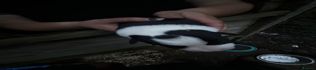 Border Collie Puppy 1