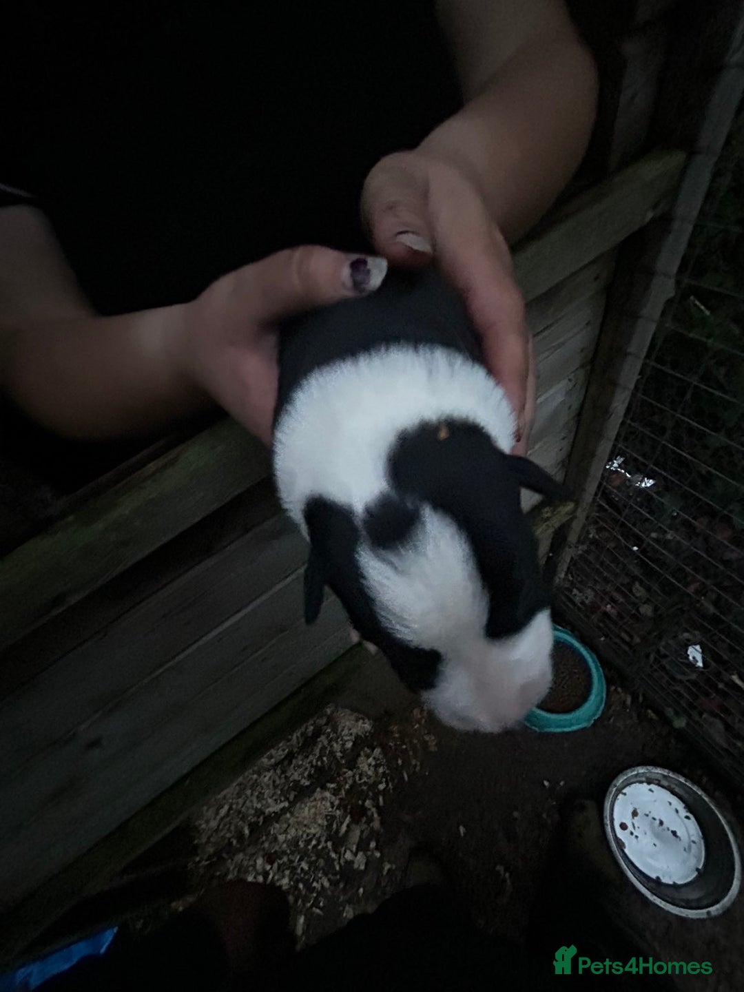 Border Collie dogs for sale: merle + black and white pups  - Image 2