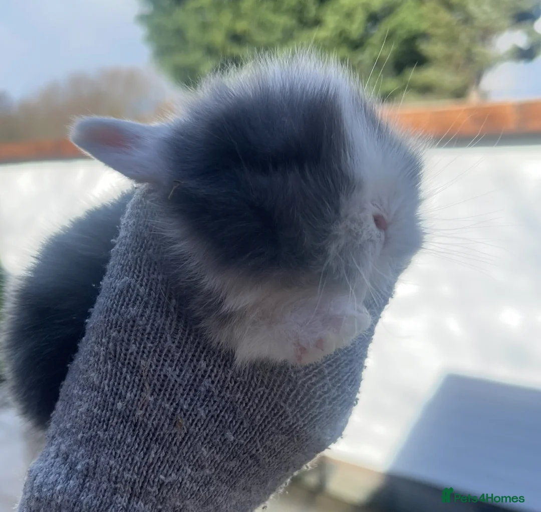 Lionhead rabbits for sale: Beautiful Lionhead babies  - Advert 3
