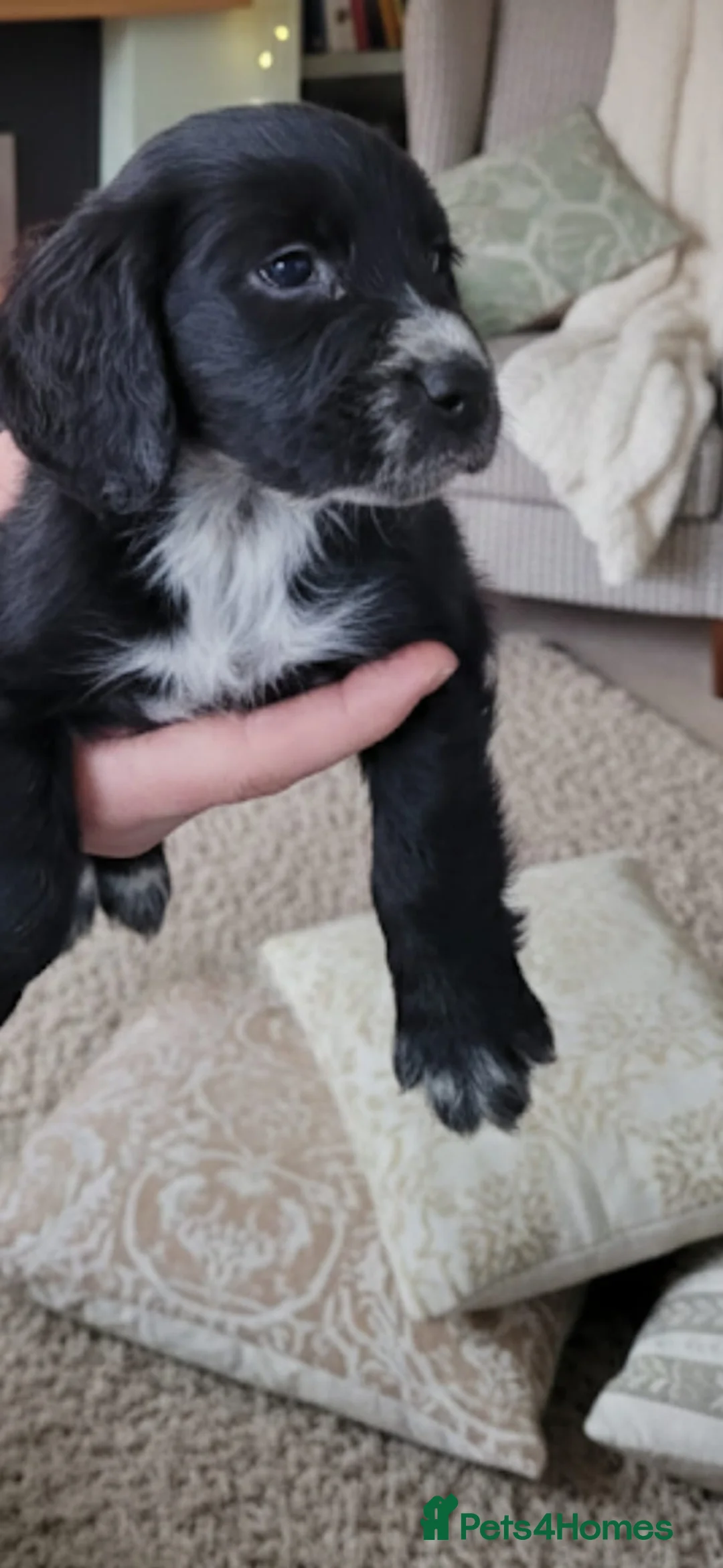 Cockapoo dogs for sale:  stunning cockapoo girl left - Advert 1