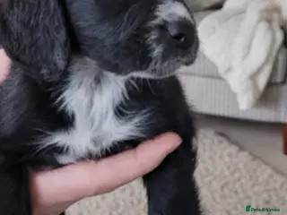 Cockapoo dogs 7 stunning cockapoo puppies - Advert 4