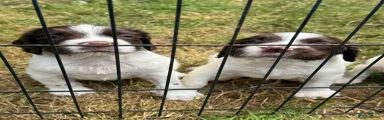 English Springer Spaniel 1
