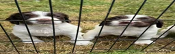 English Springer Spaniel dogs for sale: KC REG ENGLISH SPRINGER SPANIELS - Advert 10