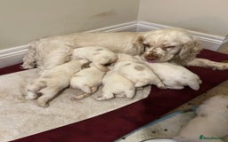 Clumber Spaniel dogs for sale: Clumber spaniel Puppies For Sale COI 6.4% - Advert 4