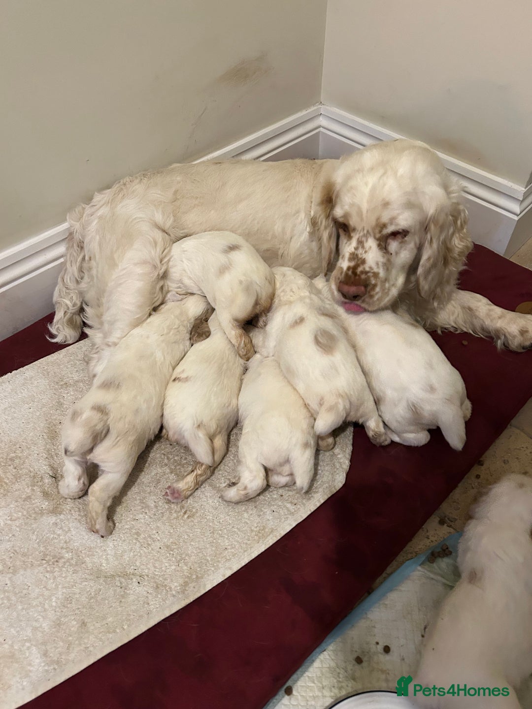 Clumber Spaniel dogs for sale: Clumber spaniel Puppies For Sale COI 6.4% - Advert 4