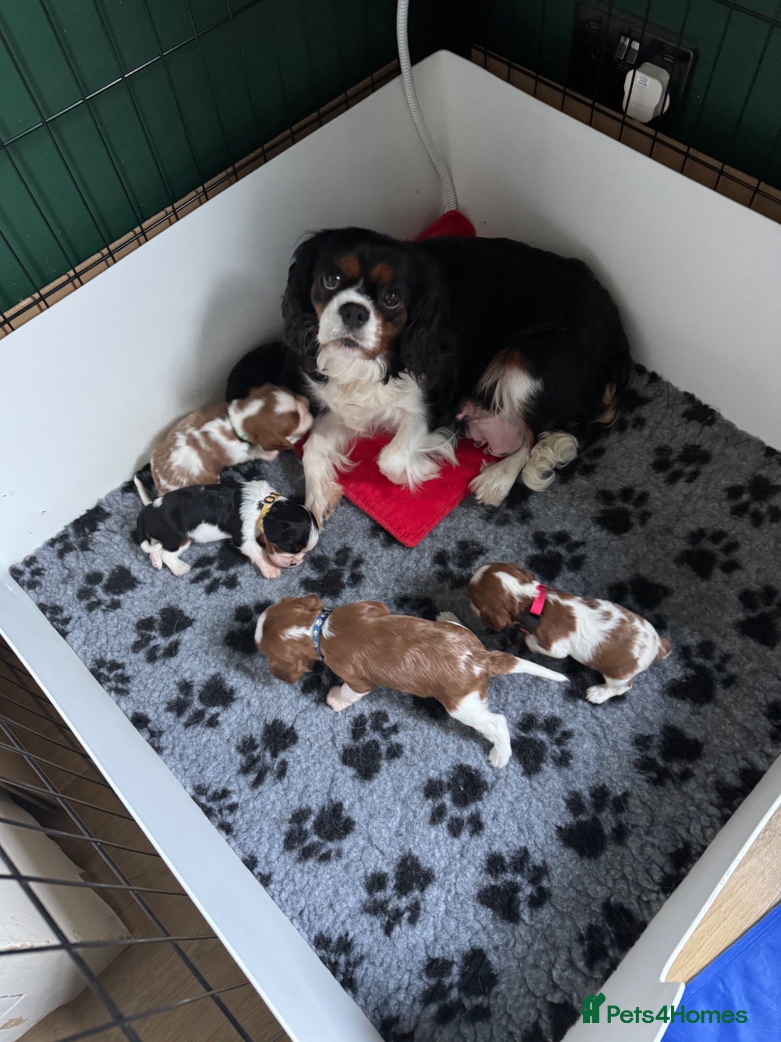 Cavalier King Charles Spaniel dogs KC Cavalier King Charles DNA 5* licensed home bred - Advert 1