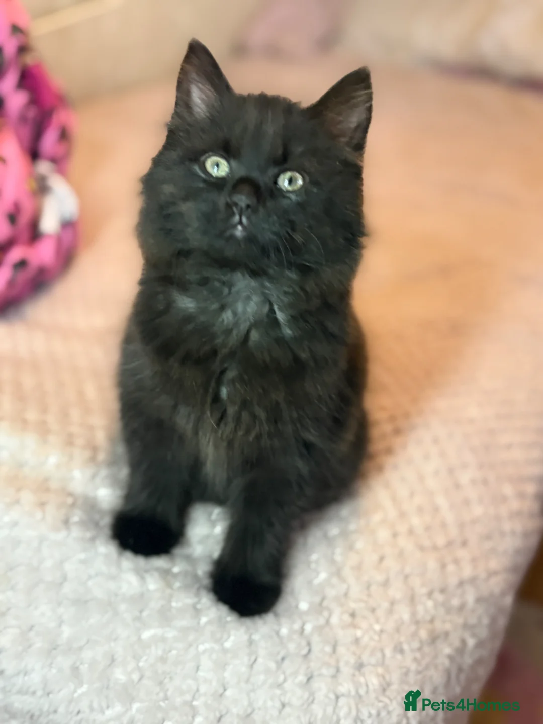 Mixed Breed cats for sale: 2 kittens 7 months old - Advert 6