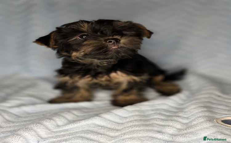 Yorkshire Terrier dogs - Advert 2