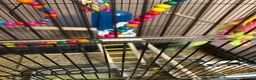 Budgerigars birds for sale: 3 budgies and cadge  in Preston - Advert 2