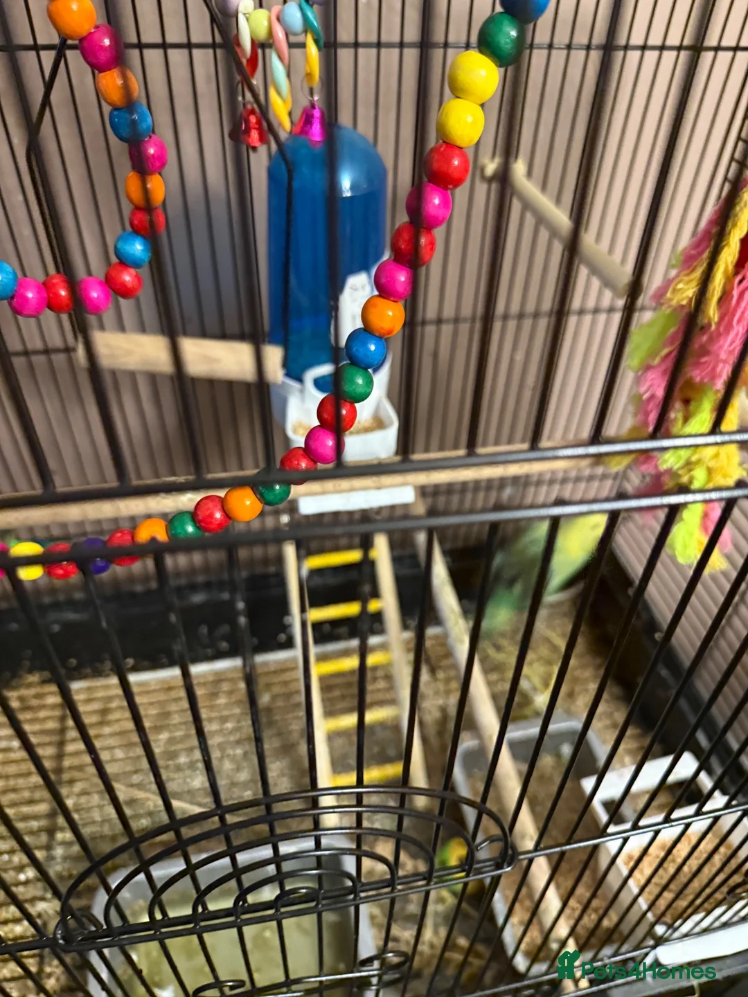 Budgerigars birds for sale: 3 budgies and cadge  in Preston - Advert 2