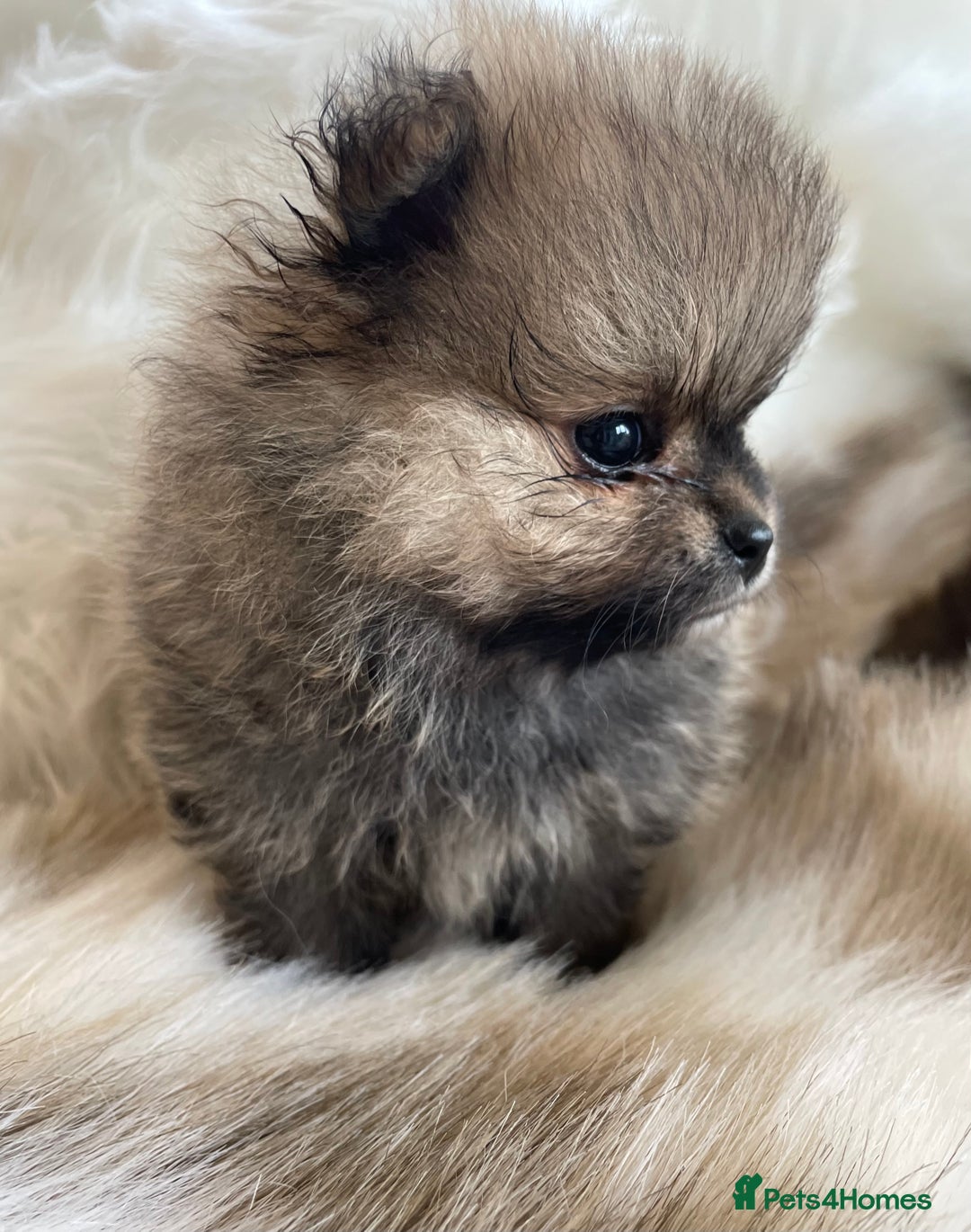 Pomeranian dogs for sale: OUTSTANDING KC POMERANIAN PUPPYS AVAILABLE  - Advert 3