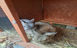 Netherland Dwarf rabbits for sale: 2 male Netherland dwarf rabbits - Image 3