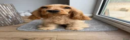 Cocker Spaniel dogs for stud: KC Golden Show Cocker Stud - Advert 18