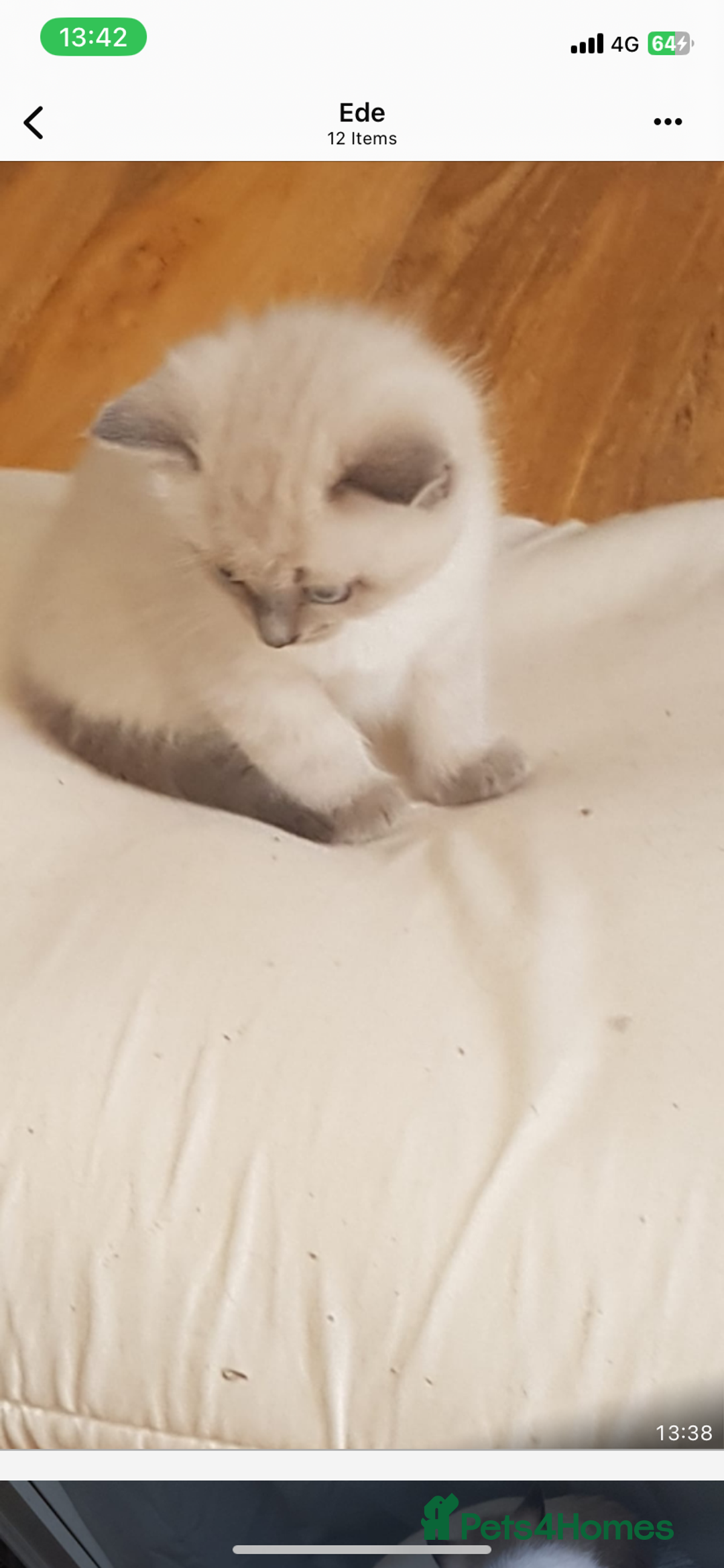 Ragdoll cats for sale: Half rag doll for sell  - Image 7
